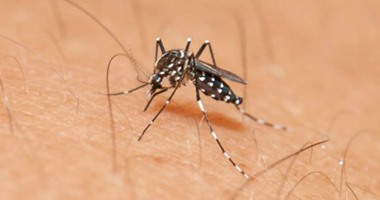 أخطر 5 أمراض ممكن تتنقل لك من البعوض.. الملاريا وحمى الضنك منها