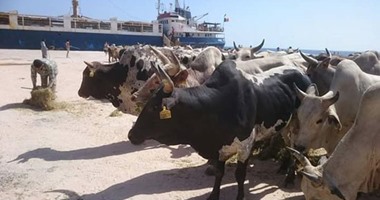 ميناء غرب بورسعيد يستقبل 2036 رأس ماشية