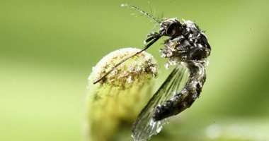 الصحة العالمية تحذر أوروبا من تسلل فيروس زيكا إلى أراضيها فى الصيف المقبل