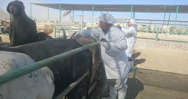 تحصين 102 رأس أبقار ضد مرضى الحمى القلاعية والوادى المتصدع بالوادى الجديد