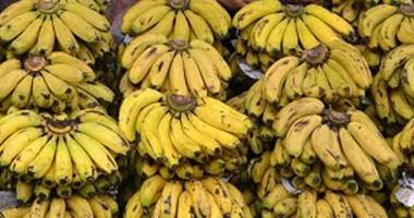وزير الزراعة: حملة قومية لمقاومة أمراض "التورد القمى والتبرقش" فى  الموز