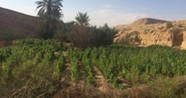 ضبط 250 ألف "شجرة أفيون" بأبو زنيمة فى جنوب سيناء