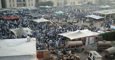 صحافة المواطن: سوق مواشى داخل الكتلة السكنية فى مدينة ديرب نجم بالشرقية