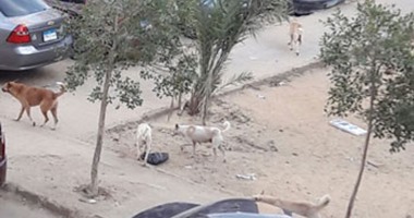 صحافة المواطن- بالصور.. انتشار الكلاب الضالة بحى شرق مدينة نصر