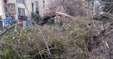الحماية المدنية تزيل أثار سقوط شجرة فى ميدان المسلحة بالدقى