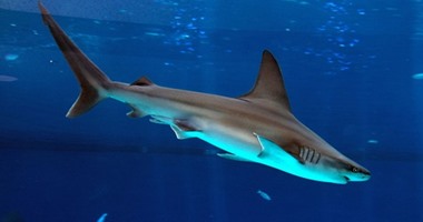 بالفيديو.. أسماك القرش تثير الرعب فى إسرائيل بعد ظهورها قرب "إيلات"