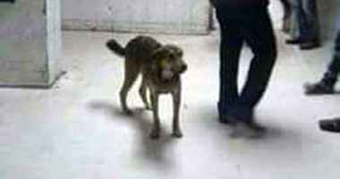 تداول صورة لكلب ضال بـ"استقبال" مستشفى بالمنيا..و"الصحة" تحيل الواقعة للتحقيق