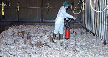 ألمانيا تعدم عشرة آلاف دجاجة بعد إصابة مؤكدة بأنفلونزا الطيور