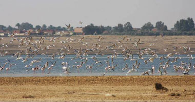 بالصور.. الطيور المهاجرة تحلق فوق بحيرة قارون بالفيوم