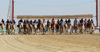 التحضير لسباق الهجن التراثى بشمال سيناء منتصف الشهر الجارى