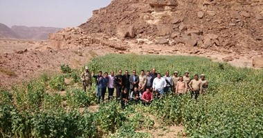 الداخلية تقتحم مزارع الكيف وتحرق 120 ألف شجرة مخدرات بجنوب سيناء