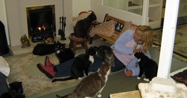 بريطانية تبتكر دار مسنين مخصصة لرعاية القطط كبيرة السن