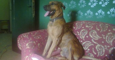 محكمة جنح مستأنف تقضى بحبس المتهمين بذبح كلب الأهرام ٣ أشهر
