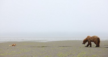 بالصور.. مواجهة مضحكة بين دب وثعلب على شاطئ ألاسكا