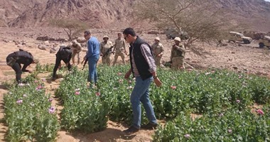 ضبط 3 مزارع خشخاش على مساحة 4 أفدنة بمدينة طور سيناء