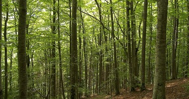 الزراعة لجنة علمية لدعم إنشاء الغابات الشجرية فى مصر بالتعاون مع