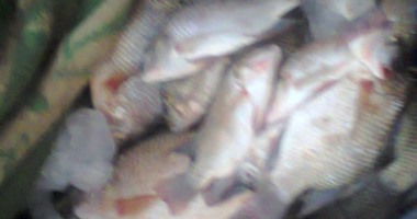 ضبط عاطل يتاجر فى المواد المخدرة ومصادرة نصف طن أسماك فاسدة بالبحر الأحمر 