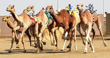 لأول مرة بالأقصر.. الكويت والأردن والإمارات والسعودية والسودان والبحرين فى مهرجان "الهجن" فى قرية النمسا بإسنا الأحد المقبل.. 18 قبيلة تشارك بحضور محافظ الأقصر وبرعاية اتحاد الهجن ووزير الشباب