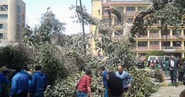 توقف حركة المرور بالدقى بسبب سقوط شجرة بشارع البطل أحمد عبد العزيز