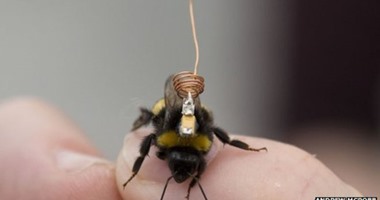 علماء يبتكرون أجهزة تراقب سلوك النحل