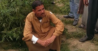 ضبط عاطل زرع نصف فدان بـ"البانجو" فى بنى سويف