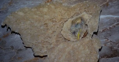 مواطن يعثر على "رأس عصفور" فى رغيف خبز بالغنايم فى أسيوط