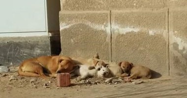 بالصور.. "صحافة المواطن": الكلاب الضالة تنتشر بزهراء مدينة نصر