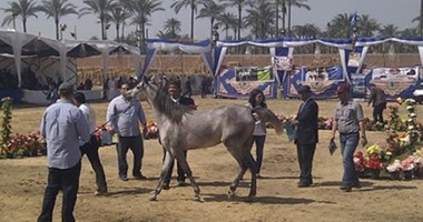 "الهيئة الزراعية" تحيل مخالفات محطة الزهراء للخيول للنيابة الإدارية