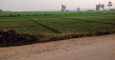 معهد الاقتصاد الزراعى: إنتاج 100% من تقاوى المحاصيل الزراعية محليا