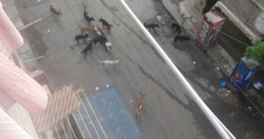 صحافة المواطن: انتشار الكلاب الضالة بشارع جودة إبراهيم فى شبرا الخيمة