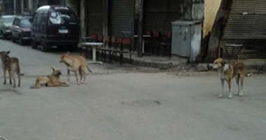 شكوى من انتشار الكلاب الضالة بشارع مسجد الرحمن بالجيزة