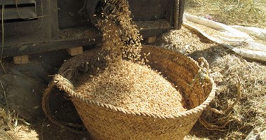 حصاد 182 ألف فدان أرز بنسبة 95% من المساحة المزروعة بالبحيرة