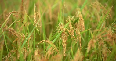 توقعات بانخفاض سعر الأرز 40% الأسبوع المقبل والفائض سيصل لـ1.5مليون طن