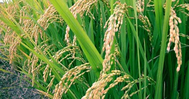 "الزراعة" توفر ألف طن تقاوى أرز تغطى 60% لمساحة 1.67 مليون فدان