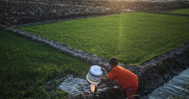 النائب خالد مشهور يطالب بزراعة الأرز بطريقة "التكثيف" للحفاظ على المياه