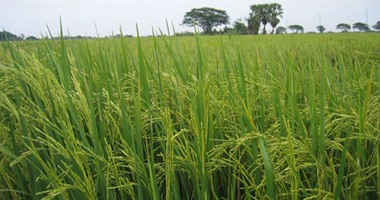 "زراعة دمياط" تعلن حصاد 50 ألف فدان من الأرز
