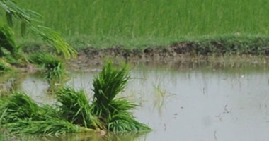 "الرى" تطلق خطة لمواجهة مخالفات الأرز تجنبًا لأزمات المياه فى الصيف