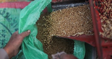 استمرار أزمة توريد القمح للشون والبنوك بسبب الحيازات الزراعية فى المنيا