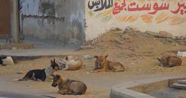 أهالى شارع وزارة الزراعة بالدقى يستغيثون من انتشار الكلاب الضالة