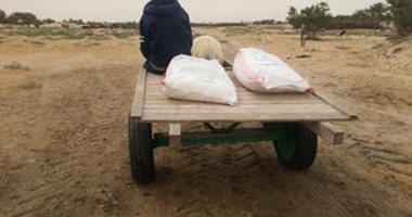 جمعية "الجورة" بشمال سيناء توزع مساعدات غذائية على 200 أسرة