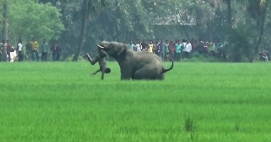 أفيال تقتل 5 أشخاص فى هجومين شرق الهند