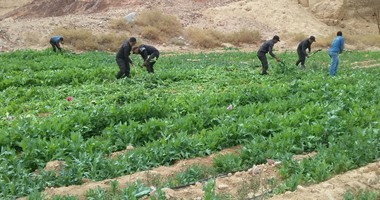 الداخلية تقتحم مزارع المخدرات فى جنوب سيناء وتحرق نصف مليون شجرة أفيون