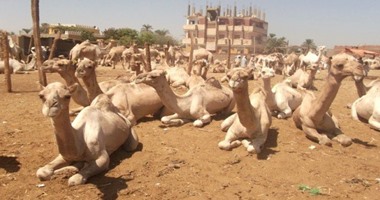 "الحجر البيطرى" بأبو سمبل يستقبل 3 آلاف جمل قادمة من السودان