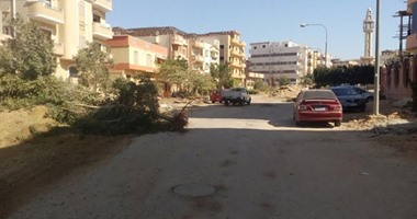 بالصور.. شكوى من تبديل الأشجار ببلوكات أسمنتية بمدينة العبور