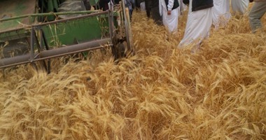 السعودية تشتري 1.002 مليون طن من الشعير في مناقصة