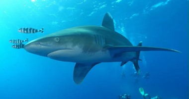 فيديو.. وزارة البيئة تنشر لقطات لأسماك القرش فى البحر الأحمر