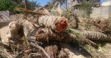 بالصور.. مجلس مدينة العريش يكشف عن مجزرة نخيل جديدة على شاطئ الواحة