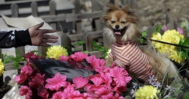 هنا يرقد كلب .. بالصور حكاية مقابر الحيوانات الأليفة فى الصين