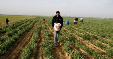 "الزراعة" تنفى شائعة حظر سبع دول استيراد 7 محاصيل زراعية مصرية