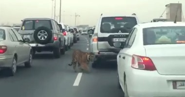 صحافة المواطن:بالفيديو.. نمر يتجول وسط المارة بأحد شوارع قطر